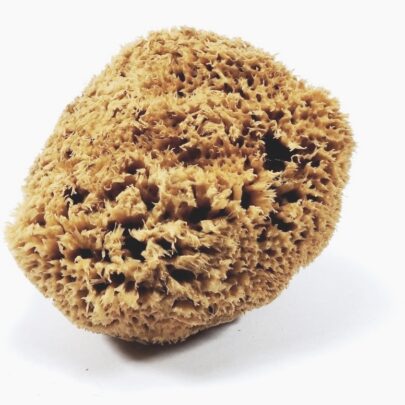 Eponge Naturelle Grand Modèle